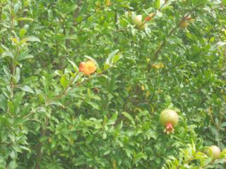 DSCN0933_Гранат.JPG