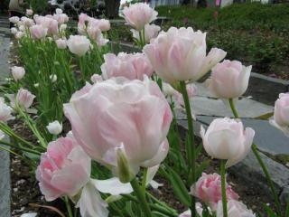 IMG_8035.JPG