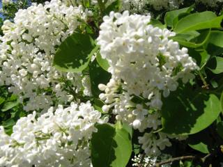 IMG_8582.JPG