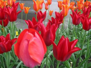 IMG_8161.JPG