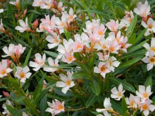 DSCN3721.JPG