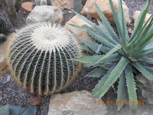 DSCN1601.JPG