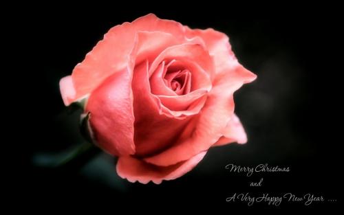 Sunny_Merry Christmas_YkZhRGc.jpg