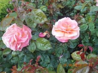 DSCN3275.jpg