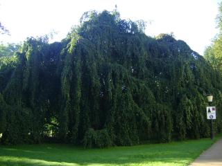 DSC08486.JPG