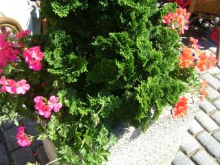 DSC08667.JPG