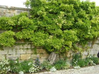 DSC07686.JPG