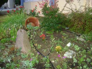 DSC07586.JPG