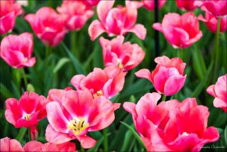 0_a662d_23dfe840_XXXL.jpg