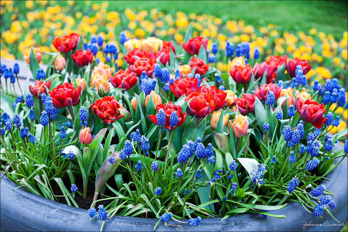 Тюльпаны круглый год. Клумба тюльпаны, хионодокса, Вудсток. Посадка луковичных Кекенхофф. Цветы весеннихцветноков. Растения весенних цветников.