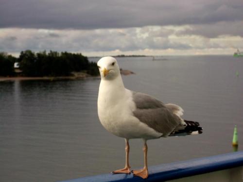 dscf4575.jpg