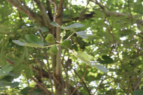 2017-06-26 13-55-08.JPG