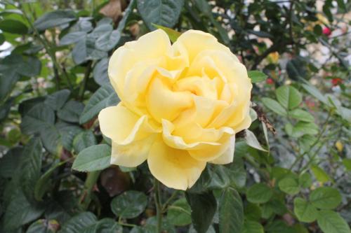 2015-09-28 16-23-53.JPG