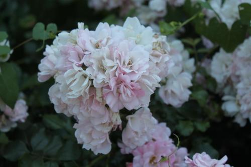 2017-06-24 17-42-14.JPG