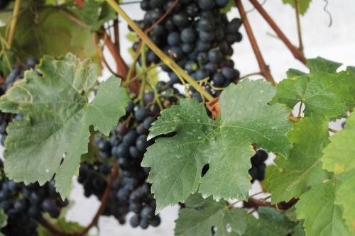 2016-09-08 08-47-48.JPG