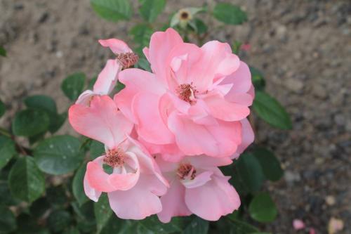 2017-06-22 10-59-57.JPG