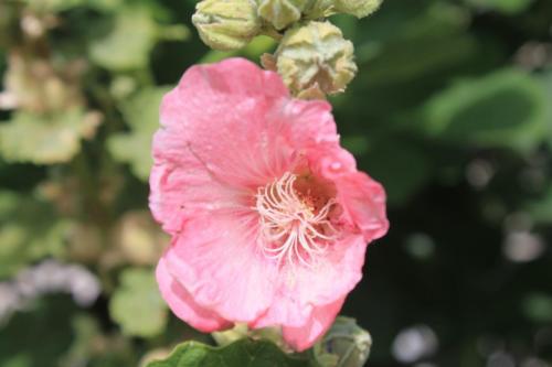 2017-06-26 12-56-34.JPG