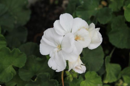 2015-10-02 11-33-15.JPG