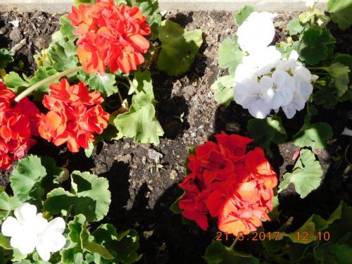 2017-06-21 12-10-54.JPG