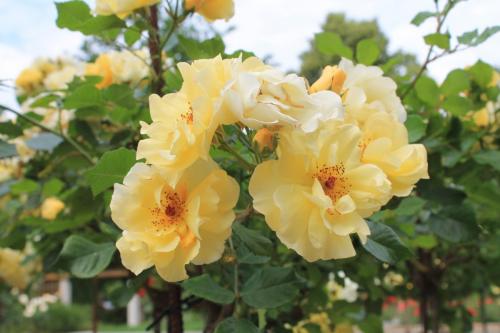 2017-06-22 10-59-40.JPG