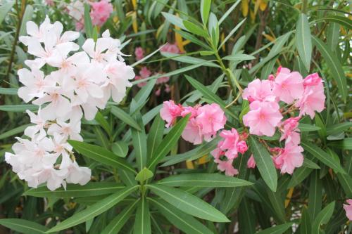 2017-06-26 08-30-07.JPG