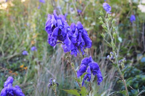 2017-10-06 13-07-28.JPG