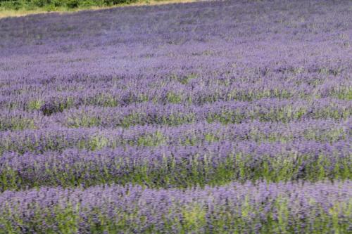 2017-06-25 16-34-05.JPG