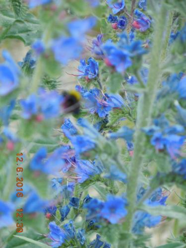 2016-06-12 12-39-16.JPG