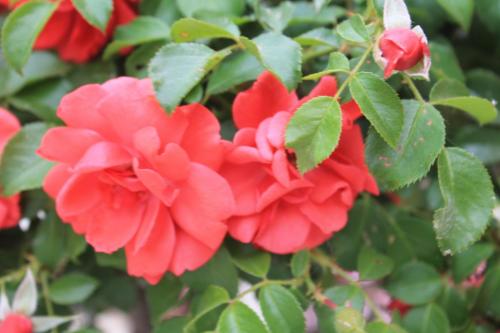 2017-06-28 14-41-31.JPG