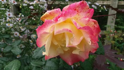 2017-10-10 11-36-04.JPG