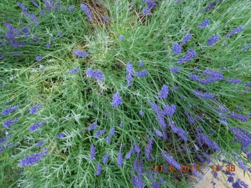 2017-06-21 15-38-42.JPG