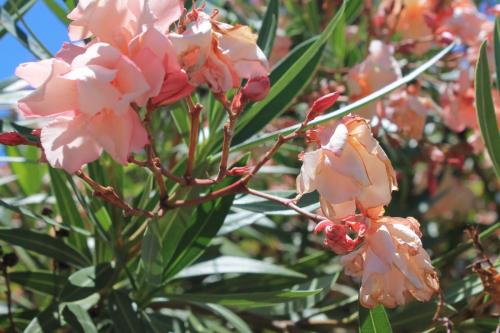 2017-06-29 14-56-28.JPG