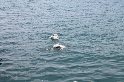 2017-06-23 14-51-46.JPG