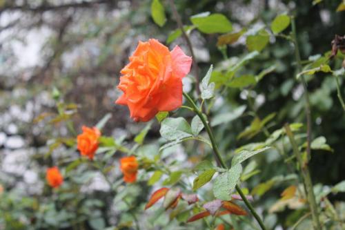 2016-09-06 13-48-08.JPG