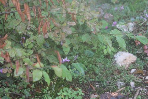 2015-09-29 16-37-22.JPG