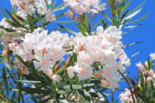 2017-06-29 12-58-48.JPG