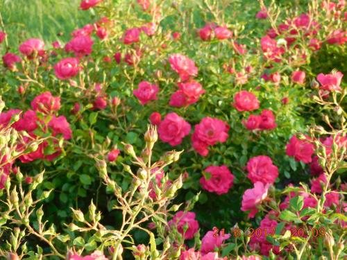 2017-06-21 20-09-20.JPG