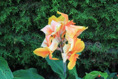 2017-06-28 15-04-33.JPG