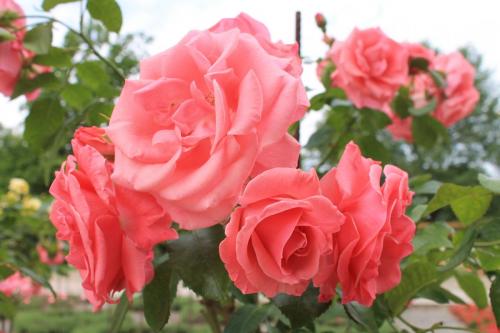 2017-06-22 10-59-31.JPG