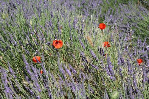 2017-06-25 12-12-10.JPG