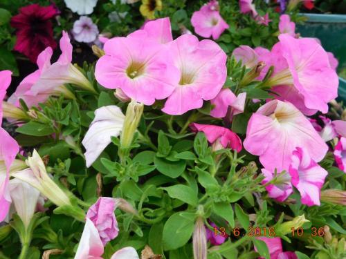 2016-06-13 10-36-02.JPG