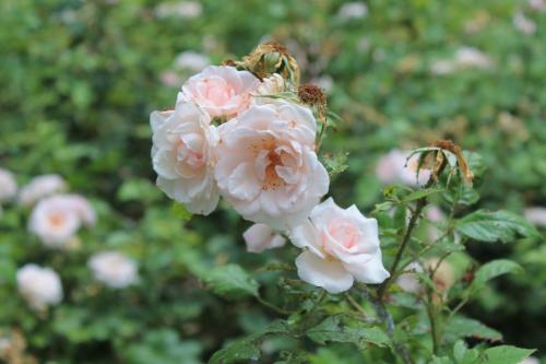 2017-06-28 15-14-01.JPG