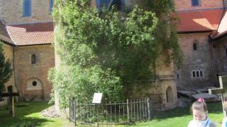 IMG_5666.JPG