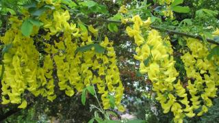 IMG_6196.JPG