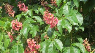 IMG_6791.JPG