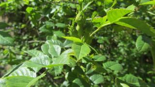 IMG_5682.JPG