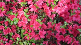 IMG_6979.JPG