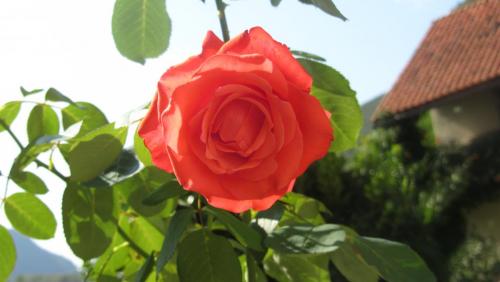 IMG_3542.JPG