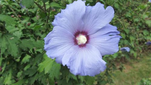 IMG_9805.JPG