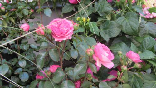 IMG_7236.JPG
